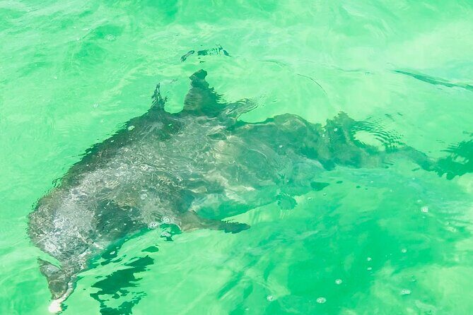 Luxury Pontoon Rental-Explore Pensacola Waters - The Experience: Who Is It For?