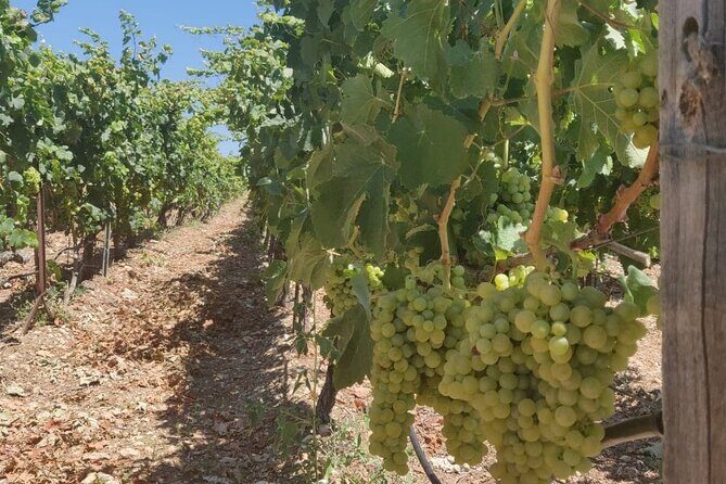 LUXURY PRIVATE Wine Tasting in CRETE (also for CRUISE SHIPS) - Who This Tour is Best For