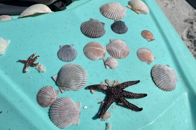 Luxury Single Kayak Tour To An Island Off Clearwater Beach! - Who Would Love This?