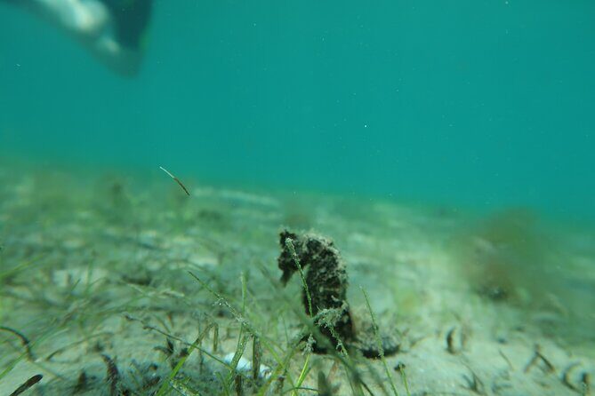 Luxury Snorkeling on Your Vacation Exclusively Private Guaranteed - What the Reviews Tell Us