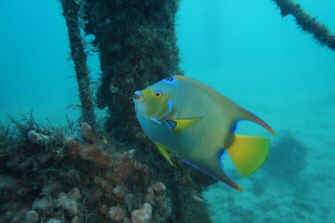 Luxury Snorkeling on Your Vacation Exclusively Private Guaranteed - FAQs