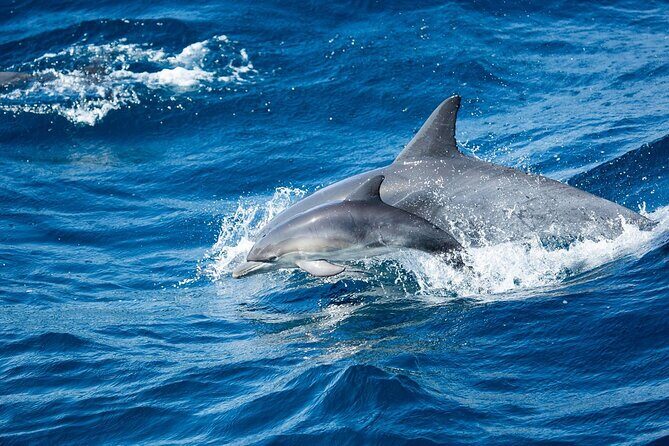 Luxury Whale Watching: Fewer People, Extra Speed, Expert Staff - A Closer Look at the Experience