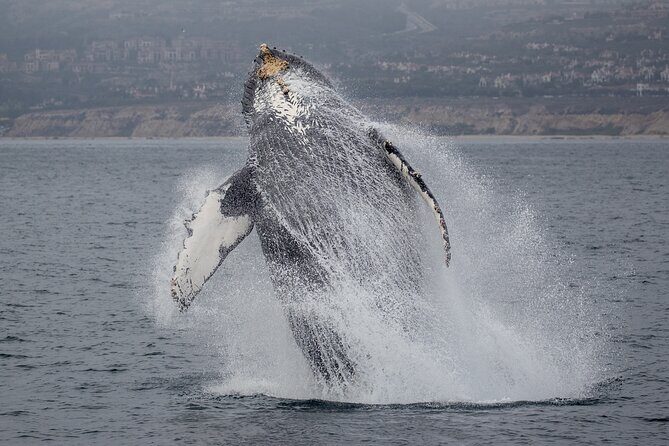 Luxury Whale Watching: Fewer People, Extra Speed, Expert Staff - Who Will Love This Tour?