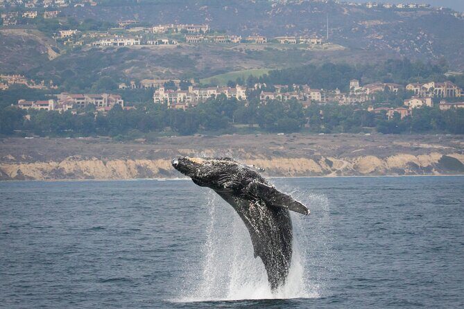 Luxury Whale Watching: Fewer People, Extra Speed, Expert Staff - Final Thoughts on the Luxury Whale Watching Tour