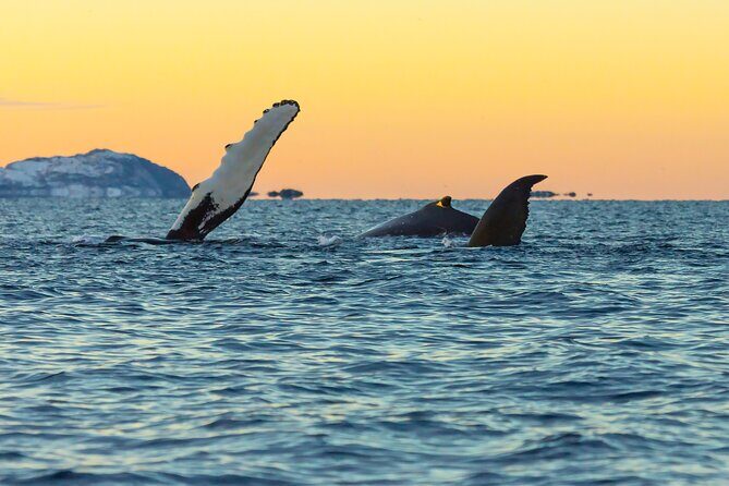 Luxury Whale Watching From Tromso - Small group and local guide - What We Love About It