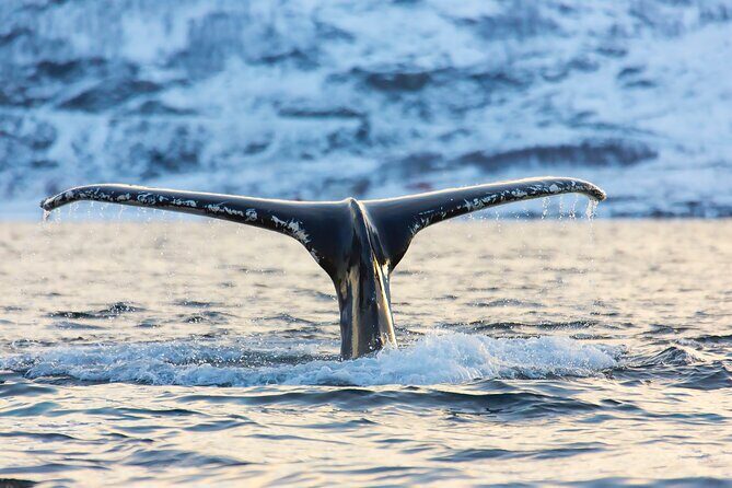 Luxury Whale Watching From Tromso - Small group and local guide - FAQs