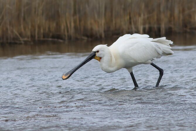 Lymington Wildlife Discovery Walk - The Views and Wildlife Encounters
