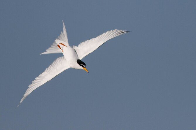 Lymington Wildlife Discovery Walk - FAQs