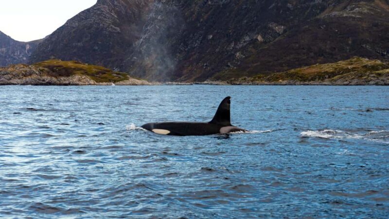 Lyngen: Whale Watching VIP Boat Tour with Lunch - Final Thoughts: Who Should Consider This Tour?