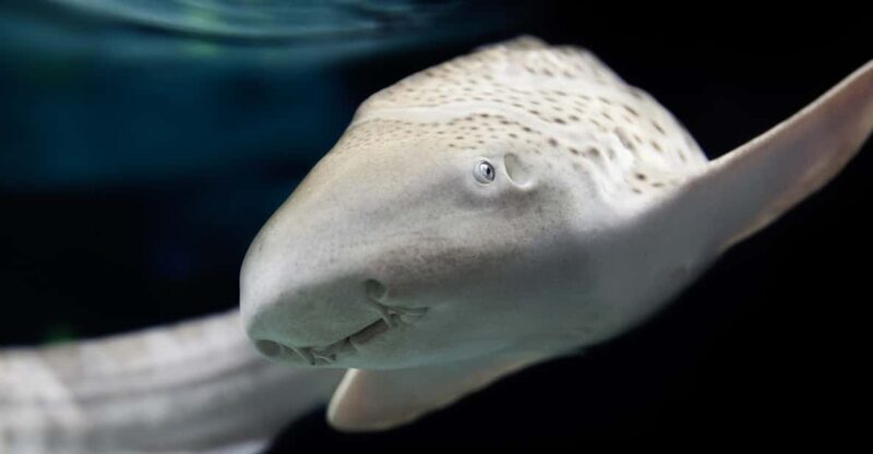 Lyon: Aquarium Entrance Ticket - Key Points