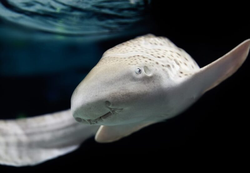 Lyon: Aquarium Entrance Ticket - The Experience in Detail