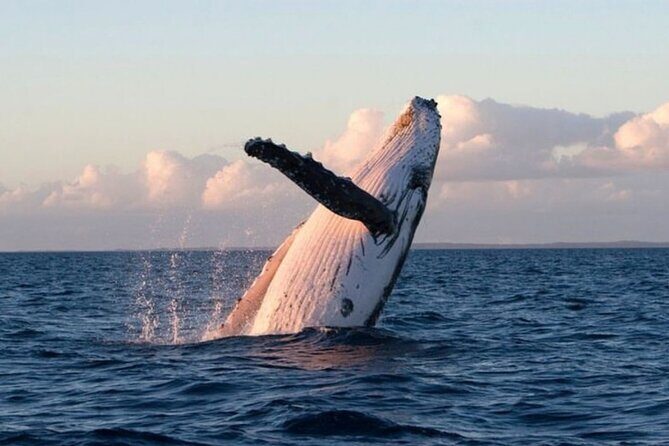 Lyttleton Port Excursion Day Tour 3 options for Cruise travelers - An In-Depth Look at the Tour Itself