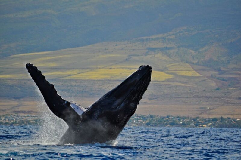 Ma'alaea Harbor: Whale Watching Tour Aboard Power Catamaran - The Experience: A Detailed Look