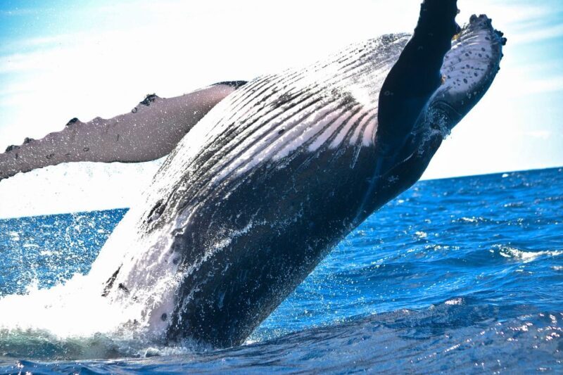 Maalaea: Small Group 2-Hour Whale Watch Experience - Why This Whale Watch Stands Out