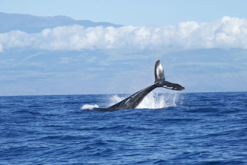 Maalaea: Small Group 2-Hour Whale Watch Experience - The Experience: Small Group, Big Impact