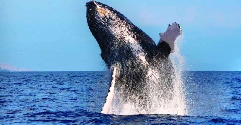 Maalaea: Small Group 2-Hour Whale Watch Experience - FAQs