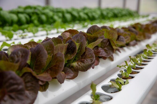 Macnut Tour, Picnic lunch and Maui Bees - Price and Value