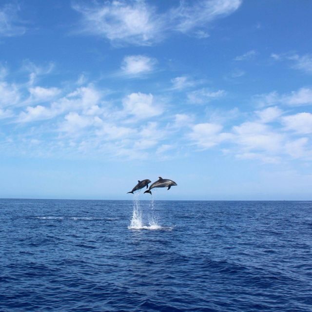 Madeira: 2.5-Hour Whale and Dolphin-Watching Cruise - An Honest Look at the Experience