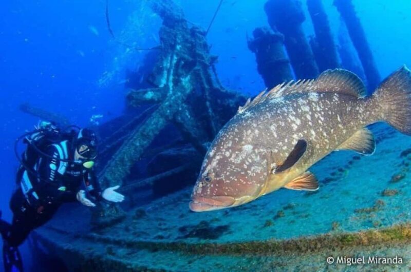 Madeira: 4-hour Scuba Dive from Porto Santo Island - The Dive Sites and Marine Highlights