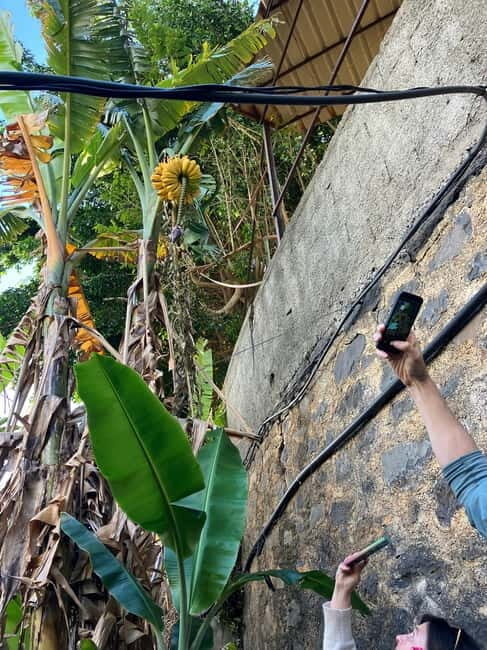 Madeira: Banana Plantation Guided Tour with Tasting - Discover Madeira’s Banana Plantation Guided Tour with Tasting