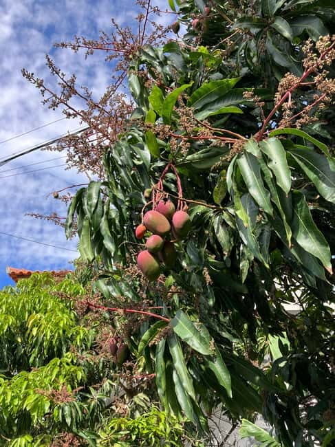 Madeira: Banana Plantation Guided Tour with Tasting - Practical Tips and Considerations