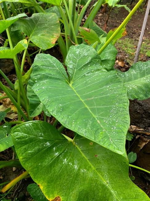 Madeira: Banana Plantation Guided Tour with Tasting - Why This Tour Is Worth Considering