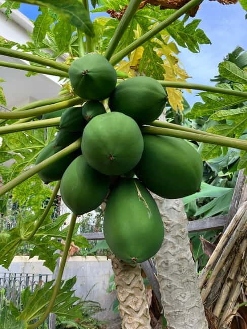 Madeira: Banana Plantation Guided Tour with Tasting - Frequently Asked Questions