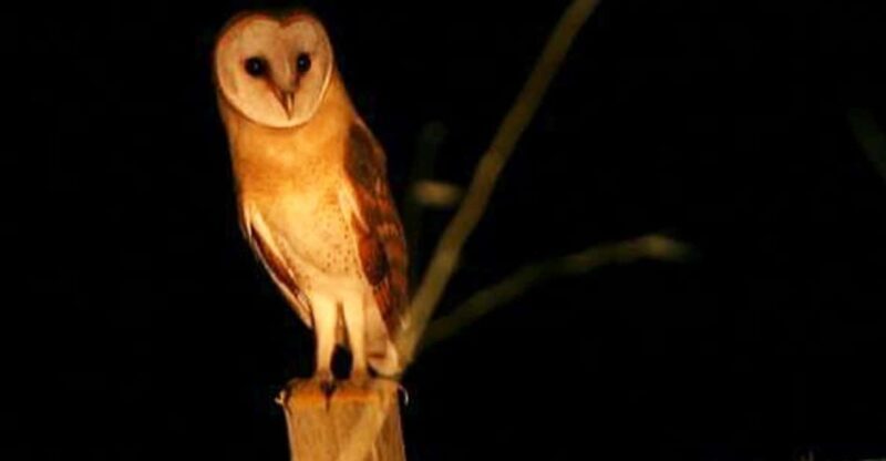Madeira: Barn Owl Watching - Introduction