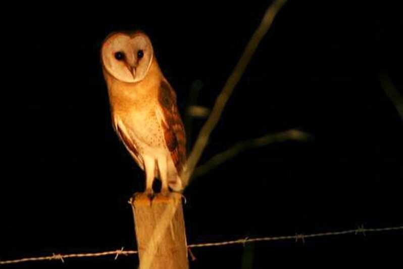 Madeira: Barn Owl Watching - Key Points