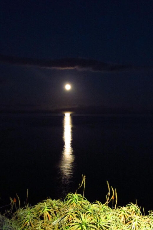 Madeira: Barn Owl Watching - Who Will Love This Tour?