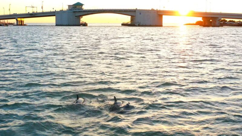 Madeira Beach: Guided Dolphin Watching Eco-Friendly Cruise - Authentic Feedback from Guests