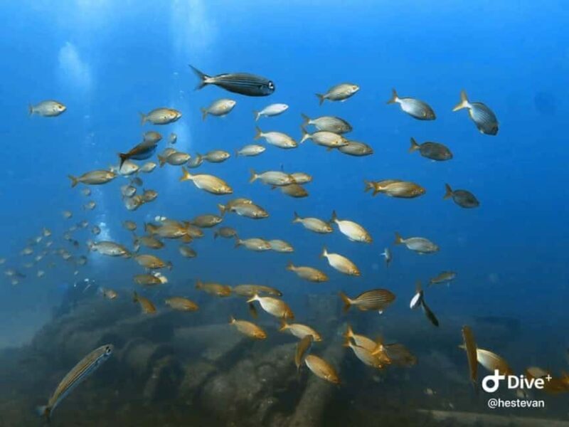 Madeira: Beginner Scuba Dive From Porto Santo Island - The Dive Itself: Underwater Magic in Porto Santo