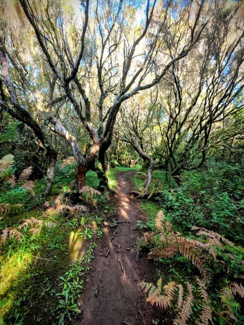 Madeira: Bica da Cana to Encumeada Guided Hike with Pickup - FAQs