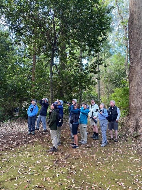 Madeira: Birdwatching - The Endemics - Key Points