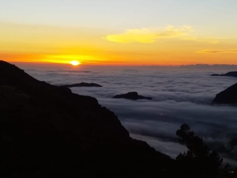 Madeira: Birdwatching - The Endemics - Final Thoughts