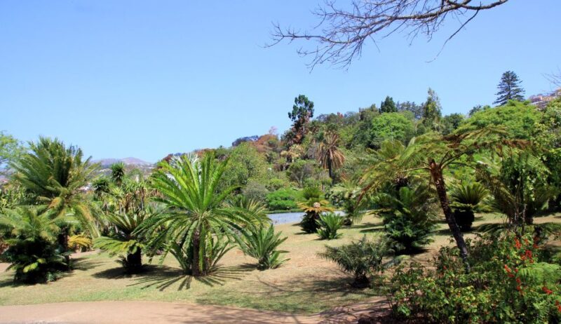 Madeira: Botanical Garden in a Tuk-Tuk Tour - What to Expect from the Tour