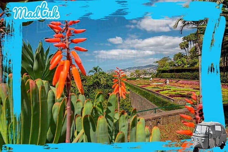 Madeira: Botanical Gardens + Old Town Tuk-Tuk Tour by MadTuk - Who Should Consider This Tour?