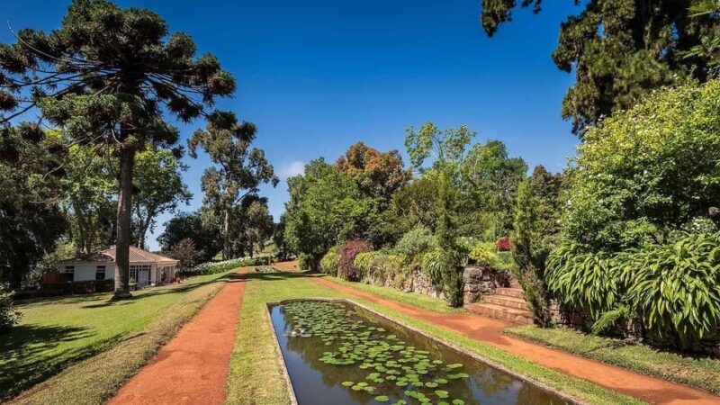 Madeira: Botanical, Monte Palace, and Palheiro Gardens - The Downsides to Consider