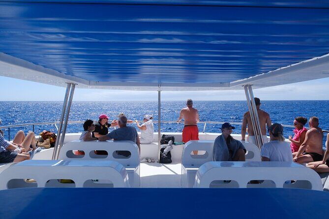 Madeira Dolphin and Whale Watching on a Ecological Catamaran - Who Will Love This Tour?