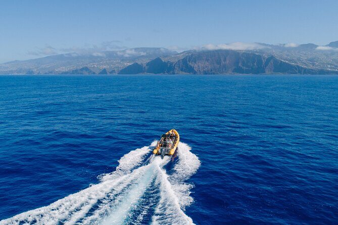 Madeira Dolphin & Whale Watching Tour - A Closer Look at What the Tour Offers