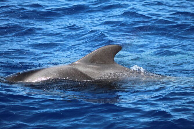 Madeira Dolphin & Whale Watching Tour - FAQ