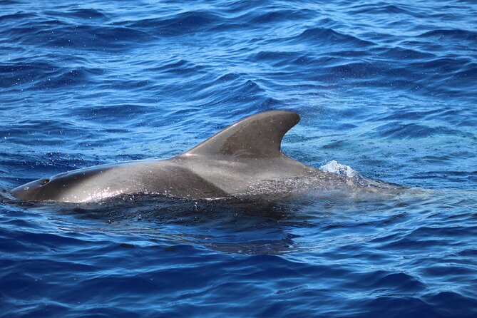 Madeira Dolphin & Whale Watching Tour - The Marine Biology Component