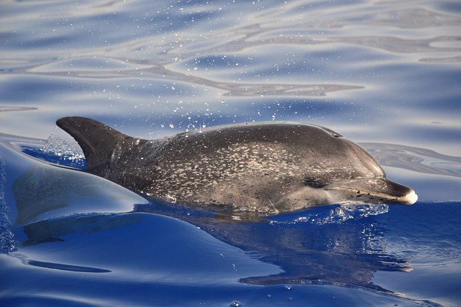 Madeira Dolphin & Whale Watching Tour - Managing Seasickness and Comfort