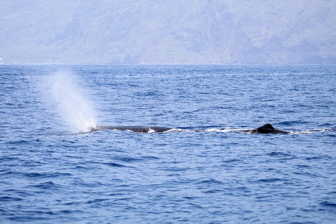 Madeira Dolphin & Whale Watching Tour - Group Dynamics and Crowd Size