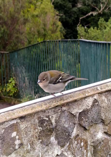 Madeira: East Side Tour - What’s Included and How It Works