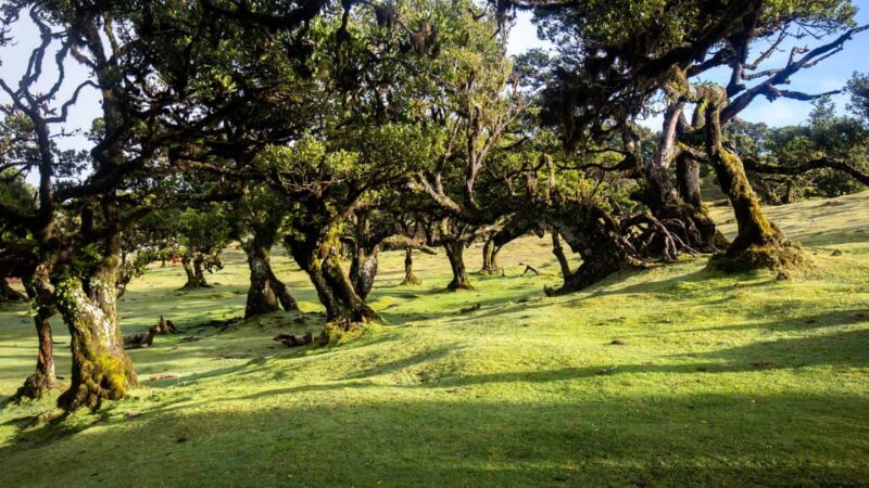 Madeira: Fanal Forest and Cabo Girão for Cruise Ship - Key Points