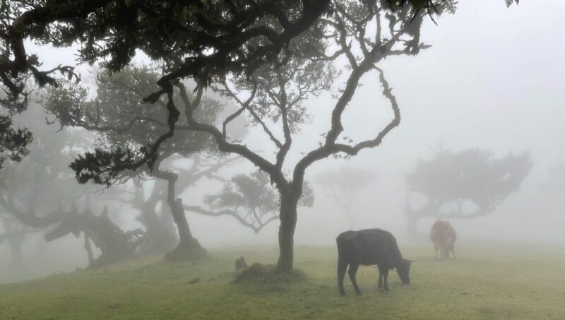 Madeira: Fanal Forest and Cabo Girão for Cruise Ship - Starting Point and Logistics