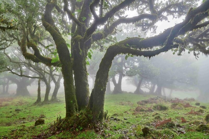 Madeira: Fanal Forest and Cabo Girão for Cruise Ship - Ribeira da Janela: A Picturesque Village and Natural Wonder