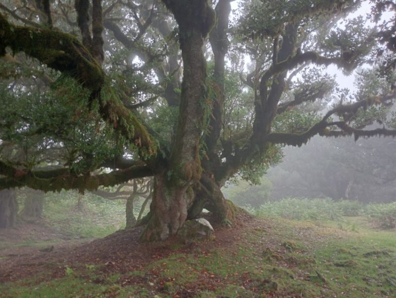 Madeira: Fanal Forest Guided Hiking Tour - Madeira: Fanal Forest Guided Hiking Tour – A Deep Dive