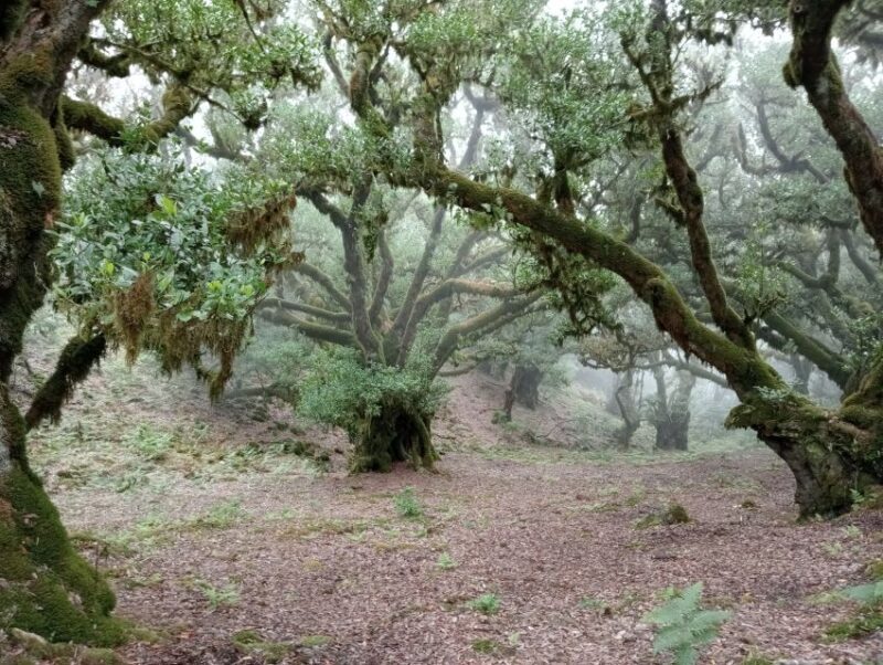 Madeira: Fanal Forest Guided Hiking Tour - FAQs